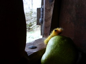 März Belebung Turmhügelburg Lütjenburg 2017
